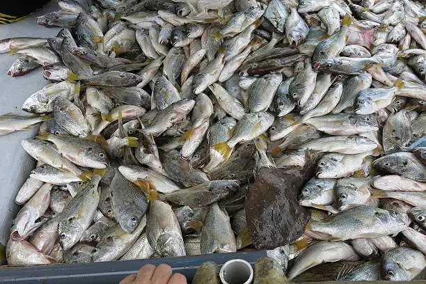 fishing of the day, panama islands