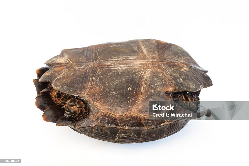 Turtles Isolate Turtle Isolate On White Stock Photo - Download Image Now - 2015, Animal ...