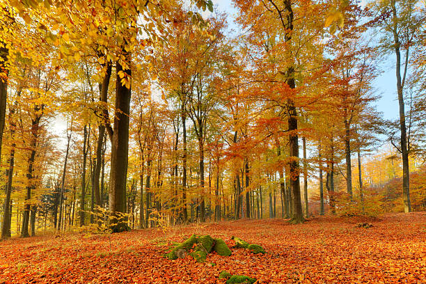 istock colorful autumn landscape with yellow trees 486549078