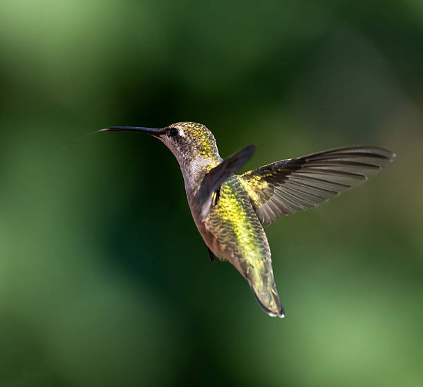 istock Female Ruby-throated Hummingbird in Flight on Green Background 486549826
