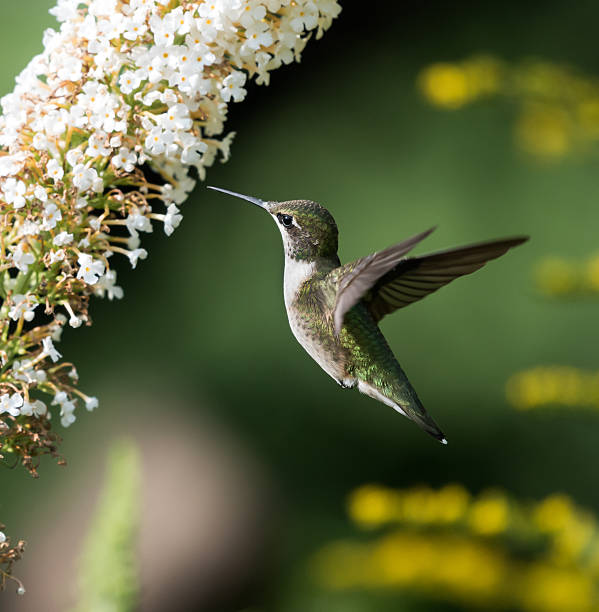 istock Female Ruby-throated Hummingbird in Flight on Green Background 486549986