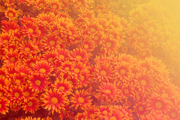 istock Flowers petal made with color filters, Soft Focus 486550014