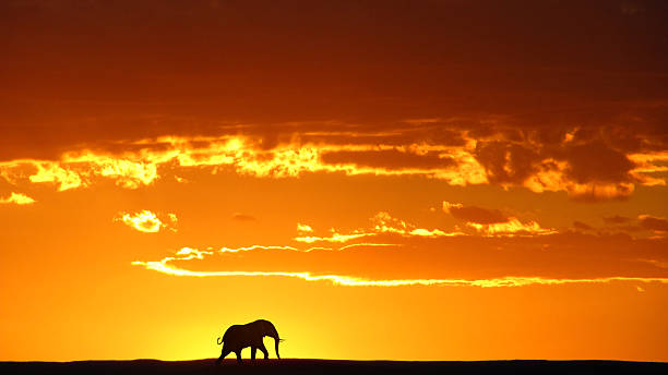 African Elephant Sunset Desert elephant in Namibia namib sand sea stock pictures, royalty-free photos & images