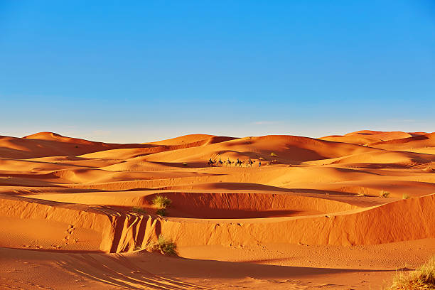 istock Sand dunes in the Sahara Desert 486550346