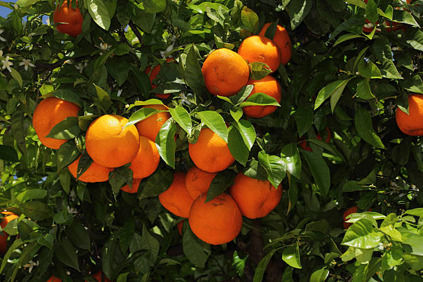 Ripe organic bitter oranges stock photo