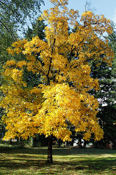 istock Hickey Tree With Golden Leaves 486550466