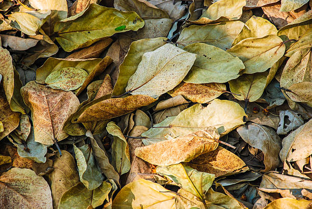 istock Dry leaves background photo 486550794