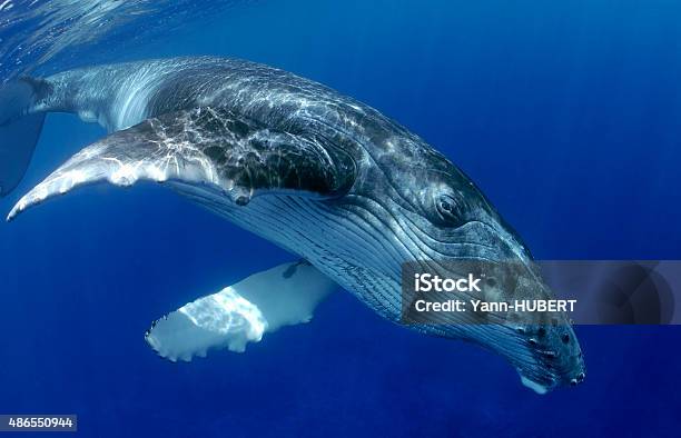 Photo libre de droit de Baleine À Bosse banque d'images et plus d'images libres de droit de Baleine - Baleine, Bleu, 2015