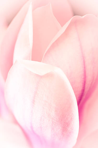 istock Magnolia flower blossom macro view 486551549