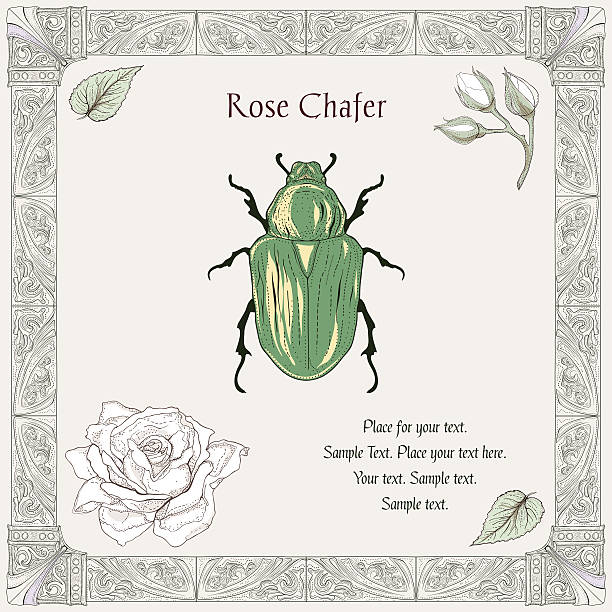 rose beetle drawing hand drawing rose chafer buds and leaves with decorative frame vintage engraving style rose chafer cetonia aurata stock illustrations