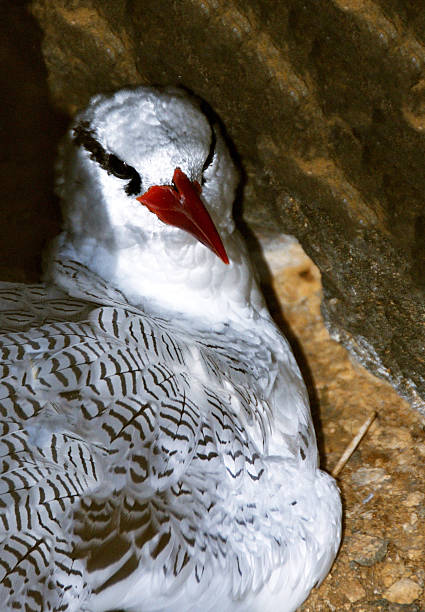 Meet Red Tailed Tropic Bird Red Tailed Tropic Bird, also know as a Bosun bird sits inside a nest on the cliff of the uninhabited islet of Djeu, part of the Archipelago of Cabo Verde red tailed tropicbird stock pictures, royalty-free photos & images