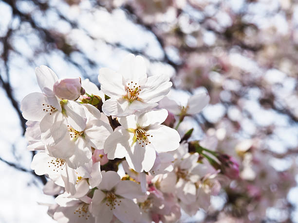 istock Cherry blossom in Japan 486551831