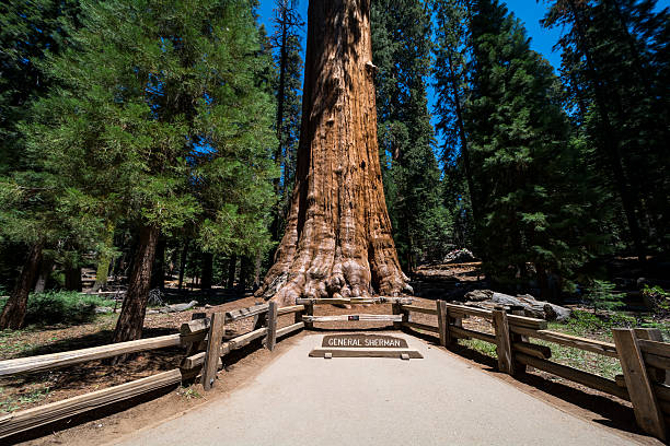 istock Sequoia National Park, California, USA 486551908