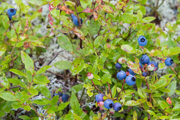 istock Wild blueberries in northern Ontario, Canada 486552144
