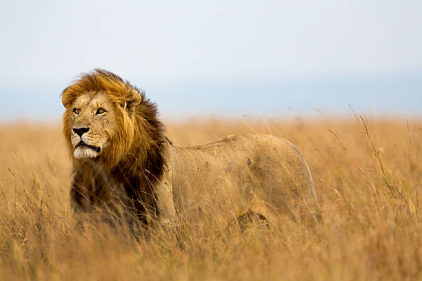 mighty león frente al lionesses - masai mara national reserve masai mara lion cub wild animals fotografías e imágenes de stock