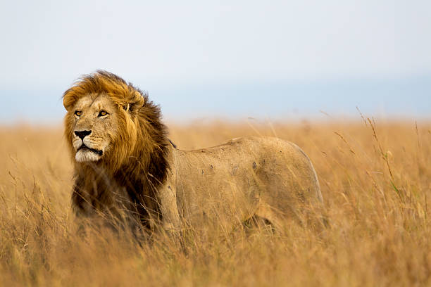 mighty leone guardando la lionesses - masai mara foto e immagini stock