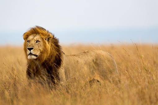 His Lionesses are ready to hunt in Masai Mara, Kenya