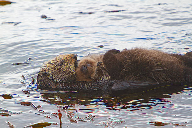 istock Sea Otter mother 486552931