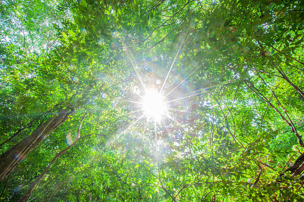 istock Nature Reserve Fairy Forest 486552981