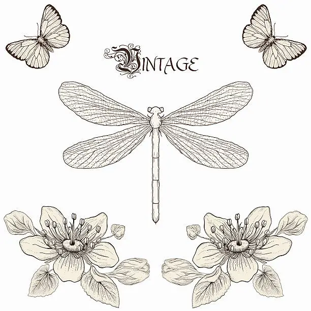 Vector illustration of vintage dragonfly drawing