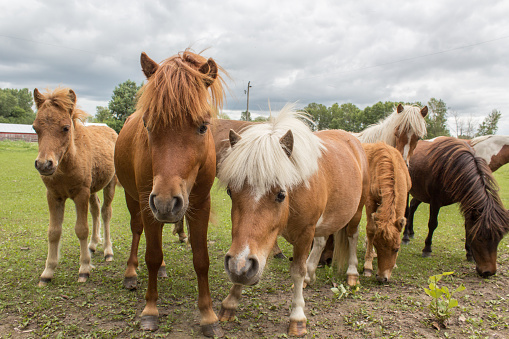 herd of shetland ponies grazing