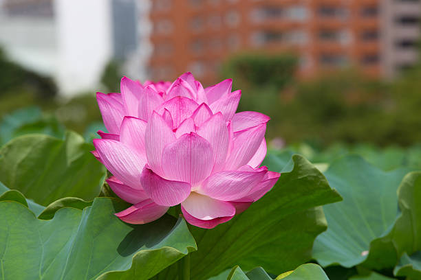 istock Lotus flower in Japan 486554528