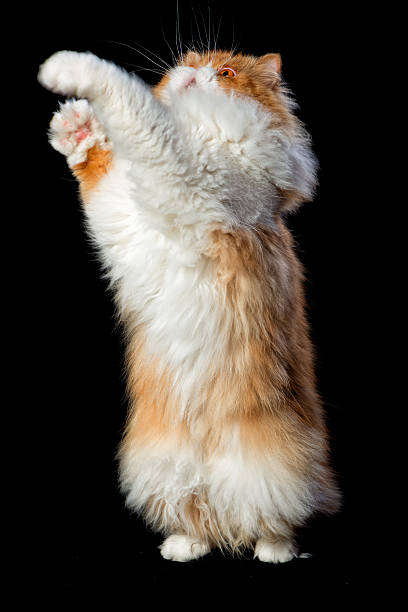 istock Red big persian cat costs on dark background 486554968