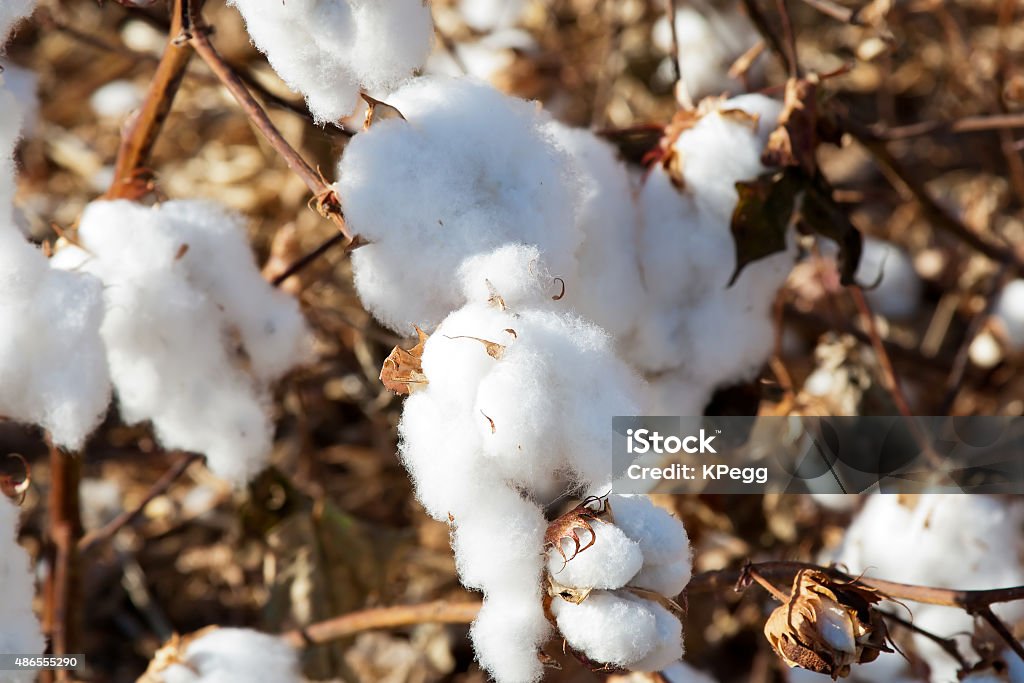 Cotton Field Cotton growing in field 2015 Stock Photo