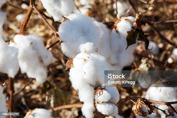 Cotton Field Stock Photo - Download Image Now - 2015, Agricultural Field, Agriculture