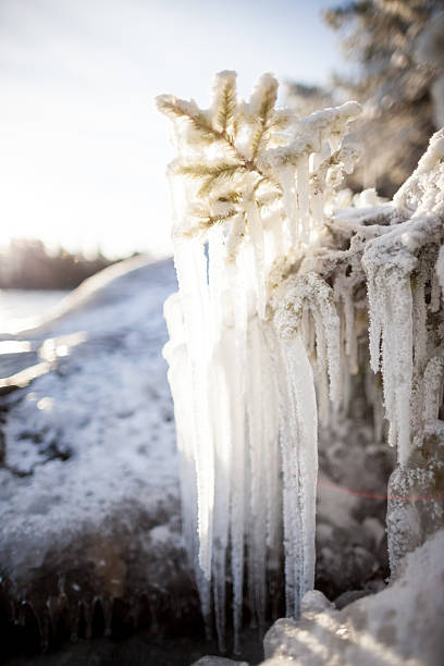 istock Long icicles frozen branch 486555926