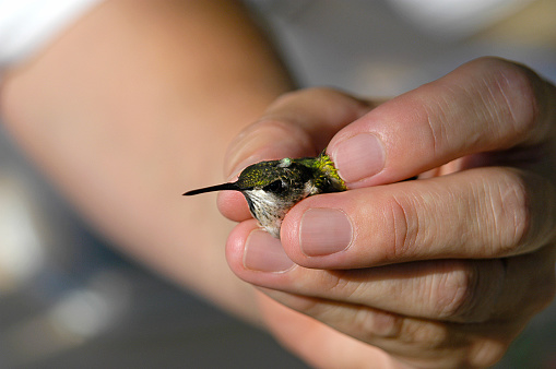 Close up image of a hummingbird being held with human hands. Focus on the hummingbird.