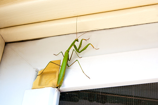 Praying Mantis insect in nature as a symbol of green natural extermination and pest control with a predator that hunts and eats other insects as an icon of entomology biology education.