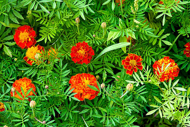 istock Blooming marigolds (tagetes) in the garden. 486557772