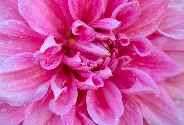 istock Dahlia Autumn flower design. 486557948