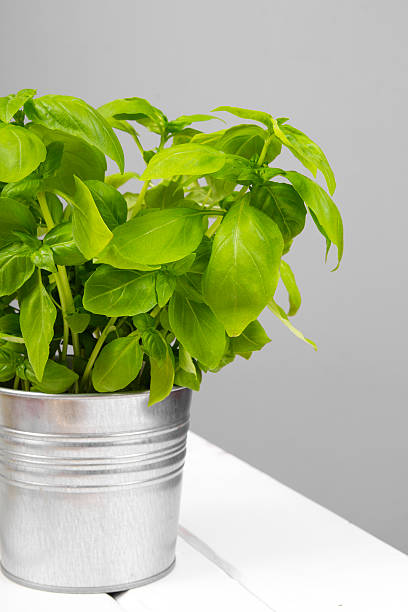 istock Fresh basil leaves in a metal pot 486558062