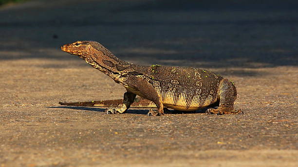 istock Water Monitor Walking on Ground 486558514