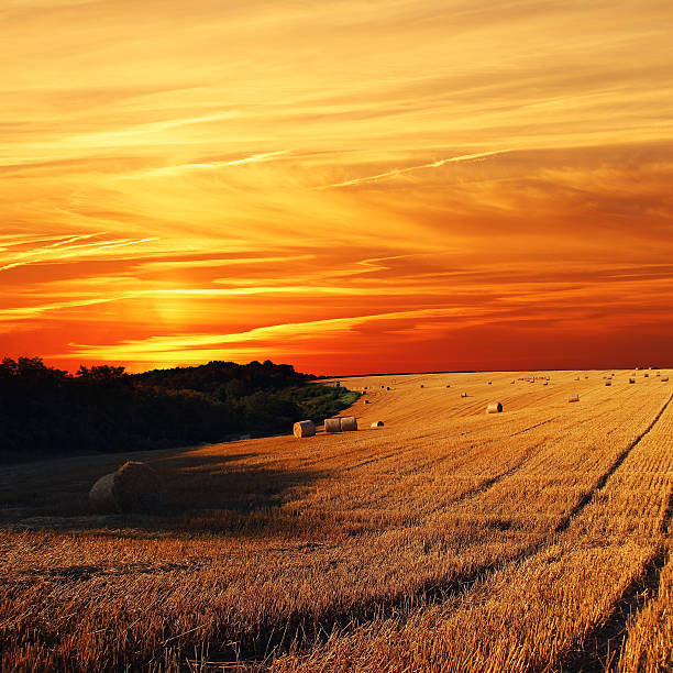 istock Golden Sunset Over Field with Barley 486558922