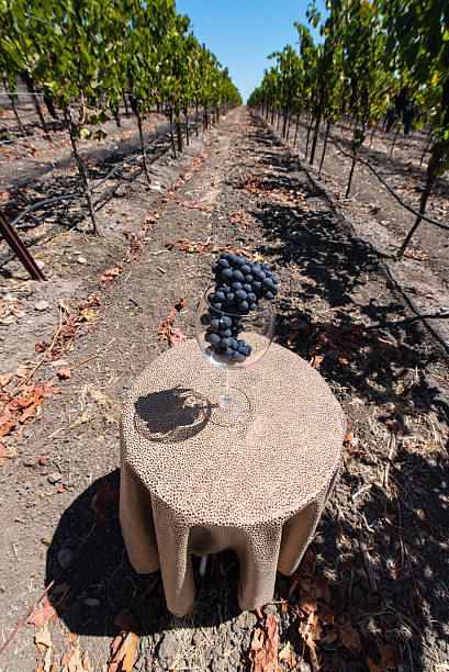 istock Wine glass with grapes on table in vineyard 486559880