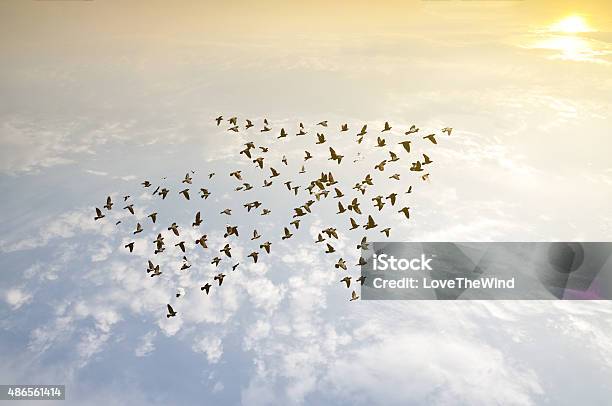 Pájaros En Sky Concepto De Desarrollo De Crecimiento Foto de stock y más banco de imágenes de Trabajo en equipo