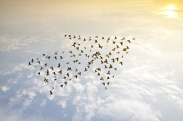 oiseaux dans le ciel, concept de croissance et développement - partir en tête photos et images de collection