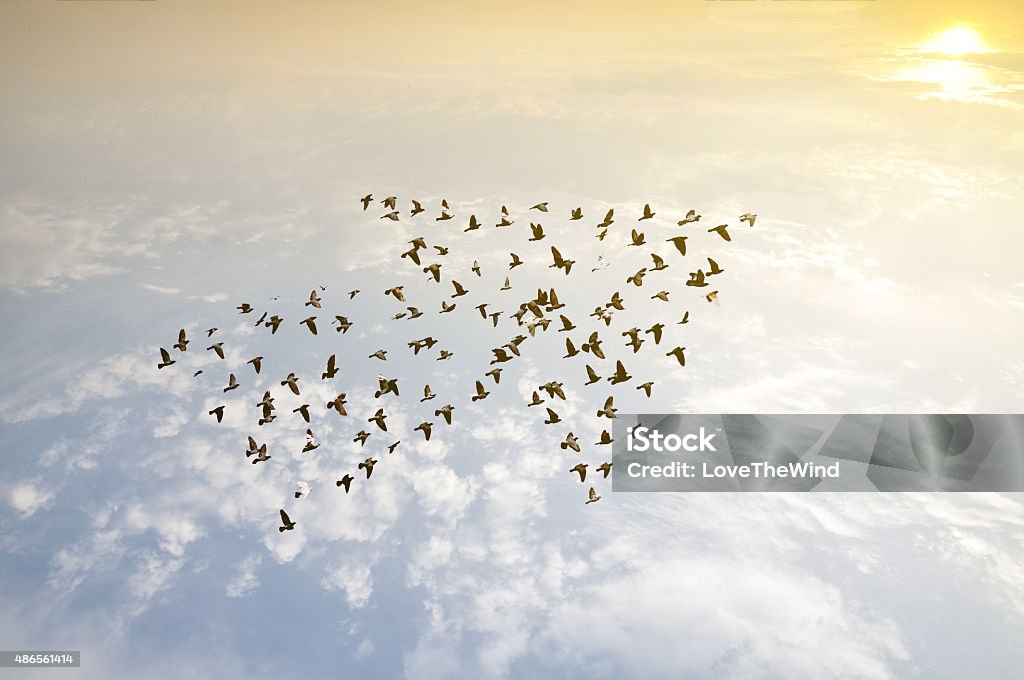 As aves no céu, crescimento conceito de desenvolvimento - Foto de stock de Trabalho de Equipe royalty-free