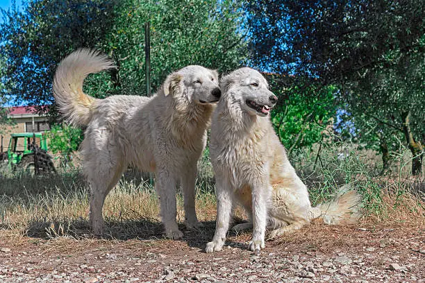 Photo of Photograph of two dogs from farm