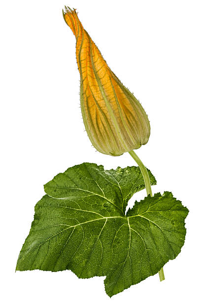 hermosa bud de calabaza amarilla, aislado sobre fondo blanco - zucchini blossom squash single flower fotografías e imágenes de stock