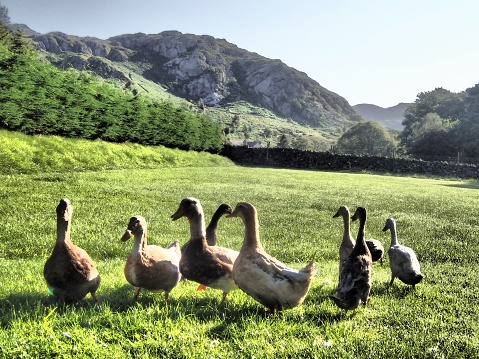 Some Saxon and Runner Ducks soaking up the sun in Eskdale Lakeland Cumbria England