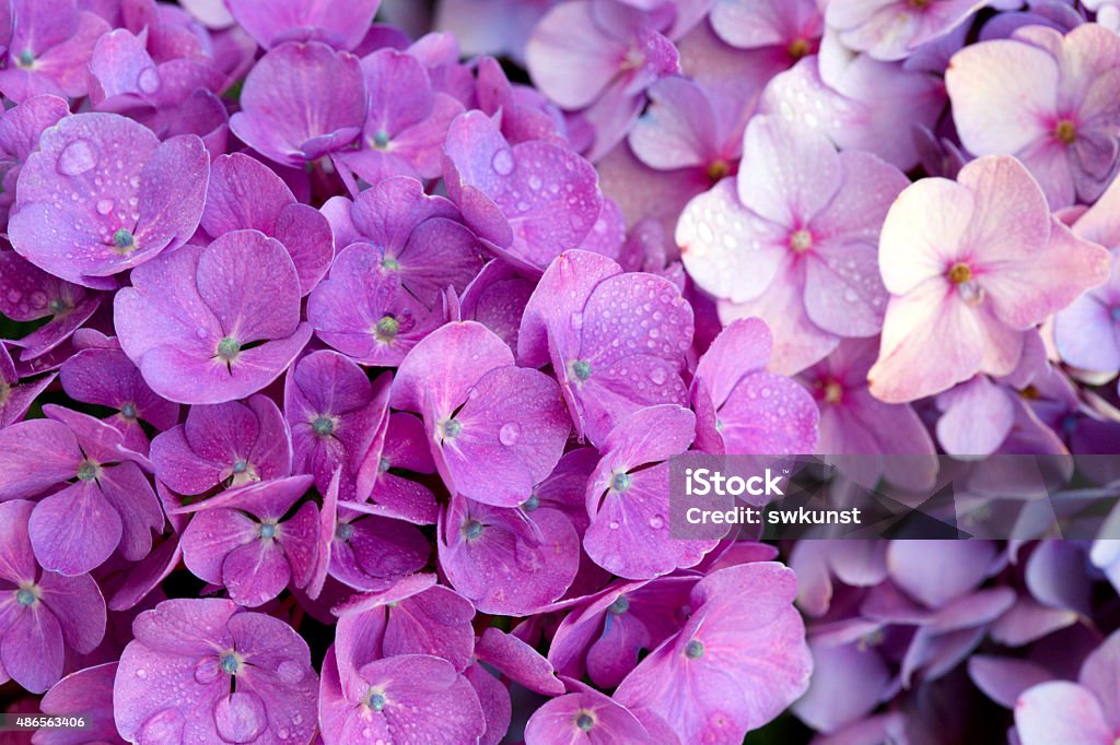 Pink  hydrangea flowers background Pink hydrangea flowers background.Many pink hydrangea flowers growing in the garden, floral background.Holiday card. 2015 Stock Photo