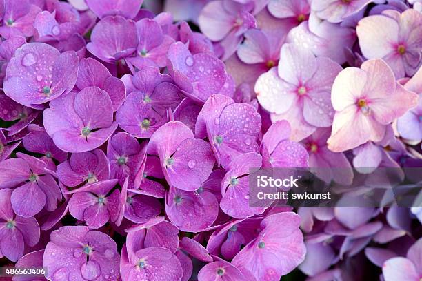 Pink Hydrangea Flowers Background Stock Photo - Download Image Now - 2015, Botany, Bouquet