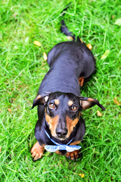 istock Black and tan miniature Dachshund, purebred dog, bow tie, 486564524
