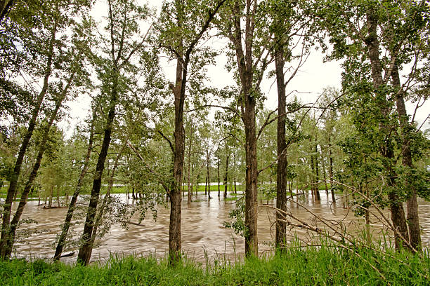 rivière bow inondation de l'eau - calgary flood alberta natural disaster photos et images de collection