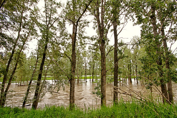 fiume bow onda di acqua - calgary flood alberta natural disaster foto e immagini stock