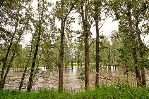 Landscape of rushing flood water of the Bow River during the 2013 Calgary floods.